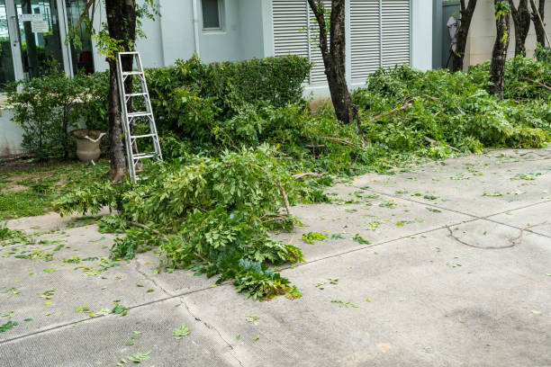 The Steps Involved in Our Tree Care Process in Shelby, NC